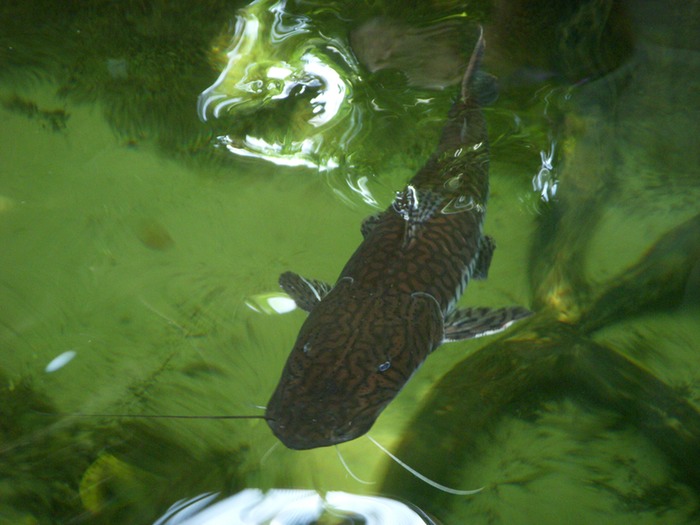 Catfish