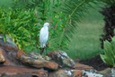 Cattle Egret 1