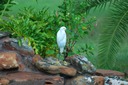Cattle Egret 2