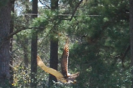 CU Hawk Flight 01