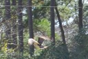 CU Hawk Flight 02