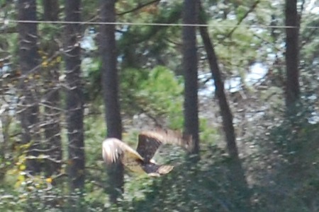 CU Hawk Flight 02