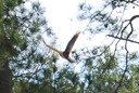 CU Hawk Flight 03