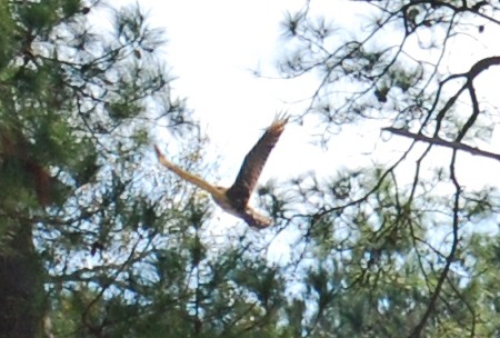 CU Hawk Flight 03