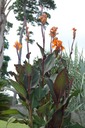 DSC 0001