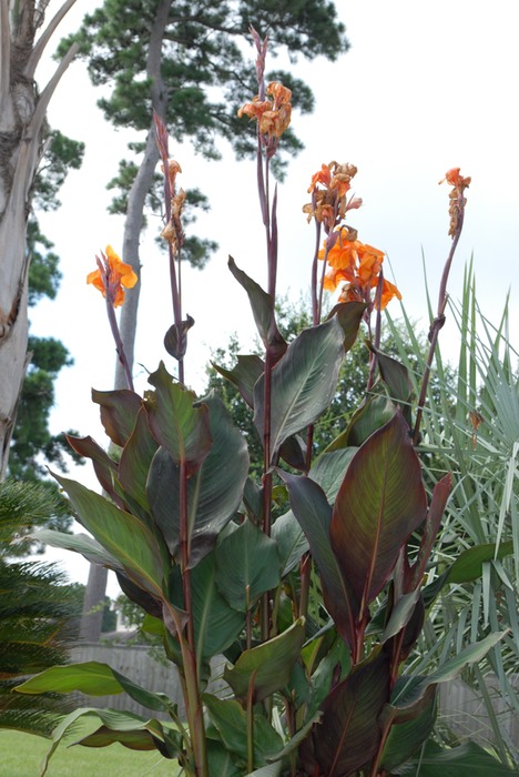 DSC 0001
