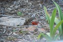DSC 0001