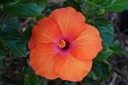 DSC 0019