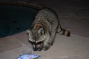 DSC 0026