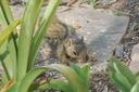 DSC 0029