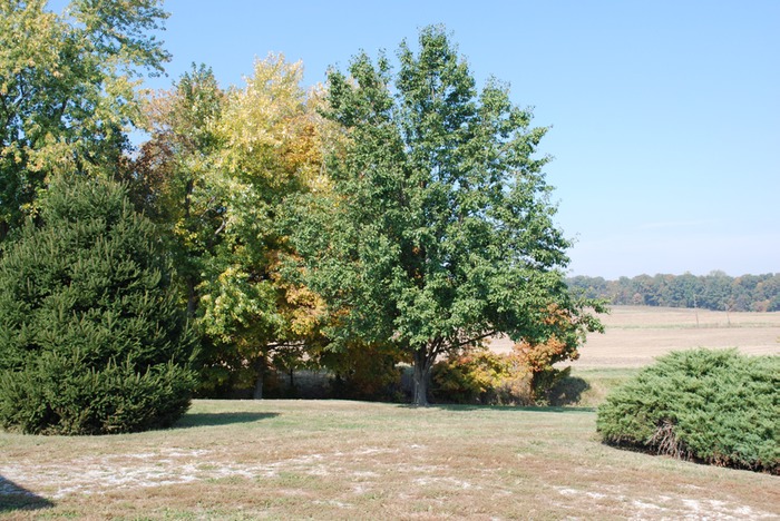 DSC 0031