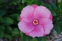 DSC 0036