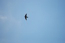DSC 0050