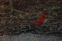 DSC 0066