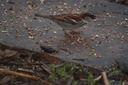 DSC 0070