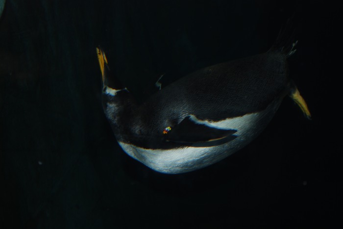 DSC 0076