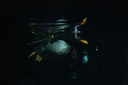 DSC 0081