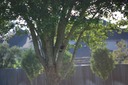 DSC 0086
