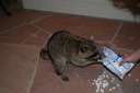DSC 0110