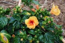 DSC 0129