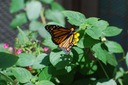 DSC 0206