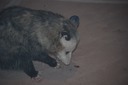DSC 0206