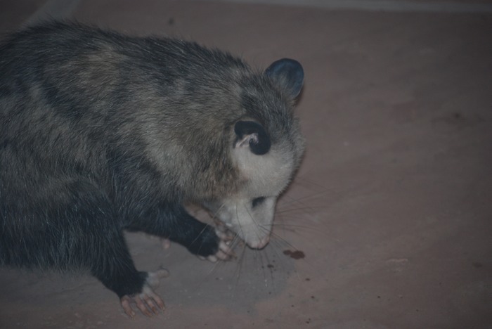 DSC 0206