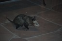 DSC 0208