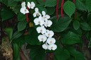 DSC 0242