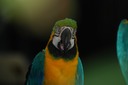 DSC 0294