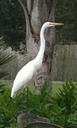 Great Egret 2
