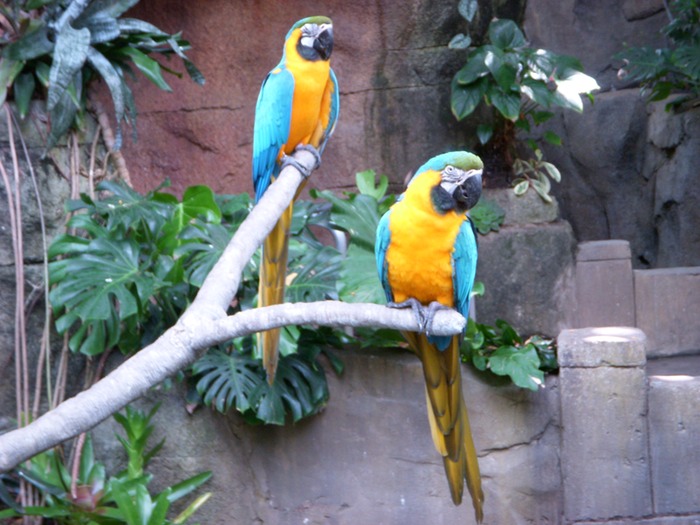 Macaws 2