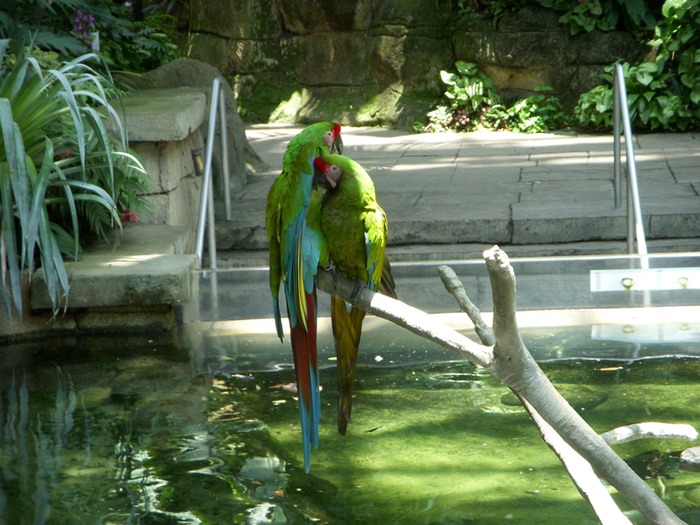 Macaws 3