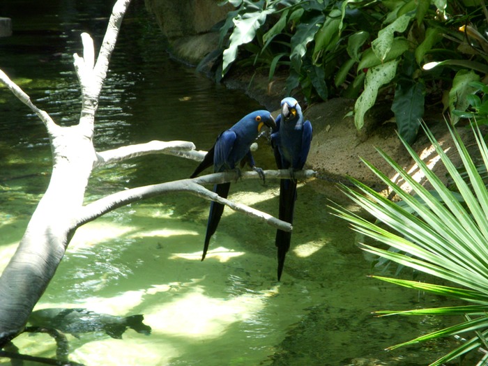 Macaws 4