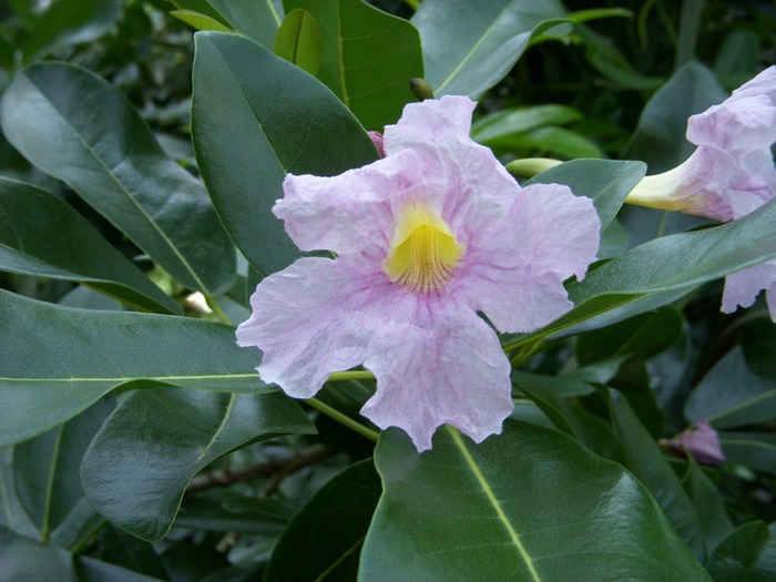 Orchid 1
