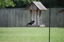 Prettybird