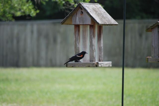 Prettybird