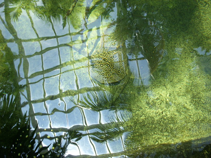 Spotted Rays