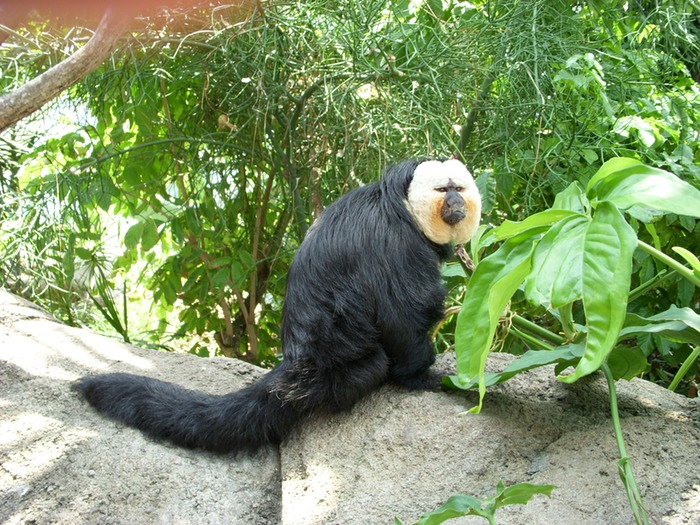White Faced Saki Monkey 2