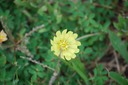 Wildflower 1
