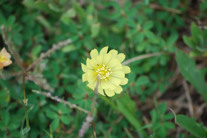Wildflower 1