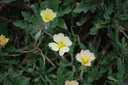 Wildflower 2