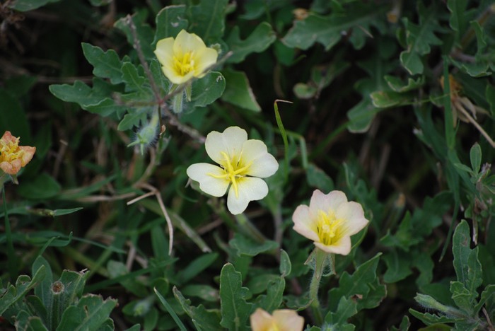 Wildflower 2