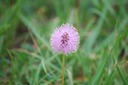 Wildflower 3