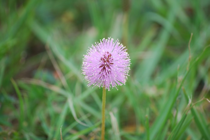 Wildflower 3