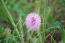 Wildflower 4