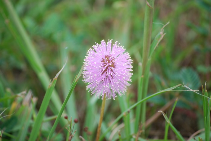 Wildflower 4